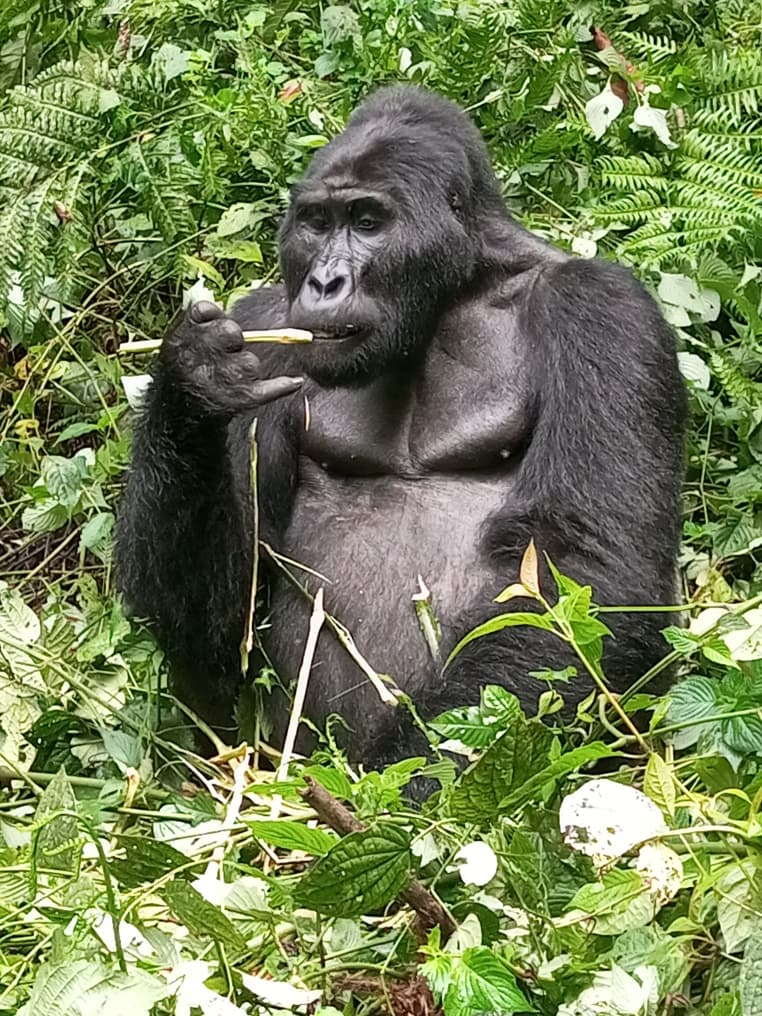 10 Days Rwanda Primates And Wildlife Safari